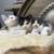 Kitten 3 thumbnail