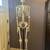 Life-size anatomical model skeleton 1 thumbnail