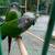 green cheeck conure 3 thumbnail
