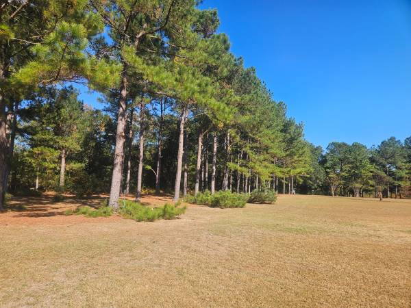 Tree trimming/removal 1