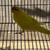 Lutino kakariki parakeet 2 thumbnail