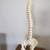 Vertebral Model, Flexible Human Spine, on Stand, 36" 2 thumbnail