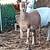 Katahdin ewes 1 thumbnail