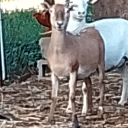 Katahdin ewes 1