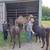 2 halter broke female llamas 3 thumbnail