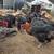 French Black Copper Marans Roosters 6 thumbnail
