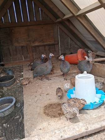 Guinea 1