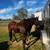 Papered 15yr old gelding for sale 6 thumbnail