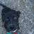 Black lab 1 thumbnail