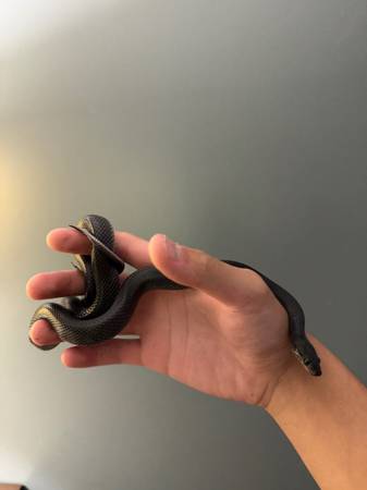 Black African House Snake 1