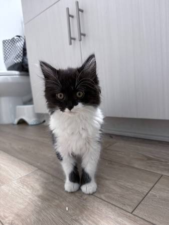 Rehoming kitten (Tempe, AZ)63975637338755121