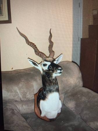 American Buck Taxidermy Taxidermist Deer Mounts 1