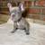 Available for Forever Homes 2 thumbnail