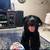 Black Lab Female 6 years old 1 thumbnail