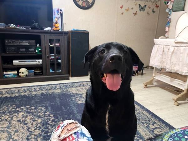 Black Lab Female 6 years old 1