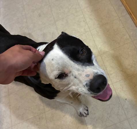 Perro negro y blanco encontrado - posiblemente cruza de terrier (orilla del río Crossroads)63469791561729121