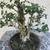 Olive Bonsai 1 thumbnail