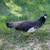Peafowls 9 thumbnail