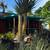 Madagascar Palms Silver, Pachypodium Geayi 24 thumbnail