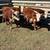 Hereford Steer Calves 1 thumbnail