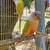 Suncheek conure 1 thumbnail