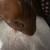 Guinea pigs for sale $120 for both 4 thumbnail