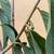 Cherilata trees, cross between Cherimoya and Reticulata 7 thumbnail