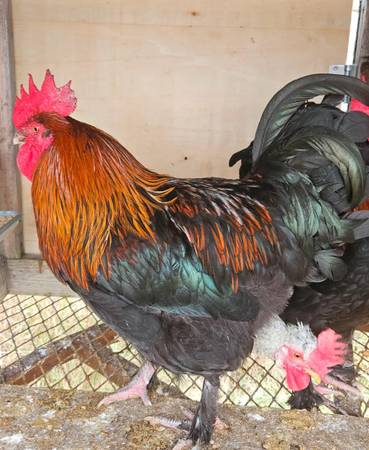 Black Copper Marans Rooster 1