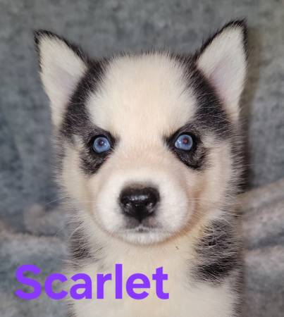 Husky puppies63690969880705121