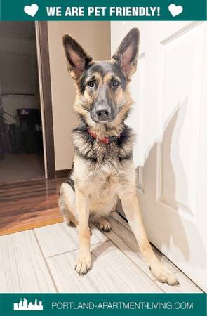 $3,250 / 2br - Pet Friendly and Ready to Tour Now! Stark Street Lofts 4-Plex! (SE Portland, Laurelhurst, Buckman)63956924282243120
