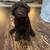 Chocolate double doodle puppy 4 thumbnail