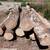 elm wood logs for custom milling 1 thumbnail