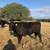 Young Black Angus/Brangus Bulls 4 thumbnail