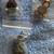 Lego - 19 Mini-Figures From The Lone Ranger" Sets/Series 5 thumbnail
