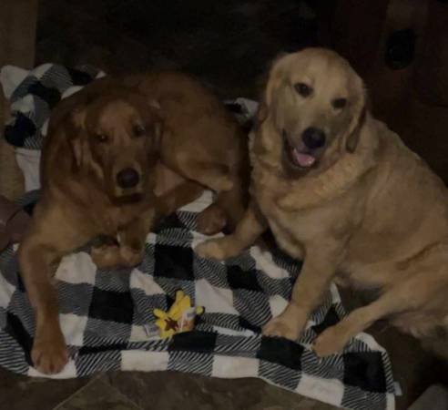 Golden Retriever Puppies (Lagrange)63881507220355124