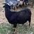 Goats for sale 6 thumbnail