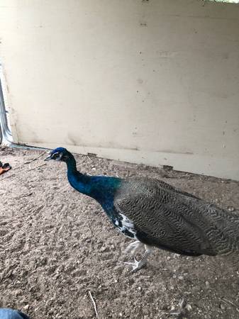 Peacock 1