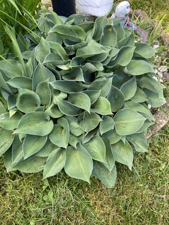 Hosta 1