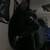 One year old cat needing a forever home with small adoption fee 1 thumbnail