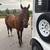 Teen trail gelding 5 thumbnail
