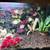 Female ball python with 100 gallon enclosure 2 thumbnail