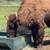 Animal Keeper At Alpine Acres Sanctuary Farm 6 thumbnail
