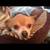 Missing dog 1 thumbnail