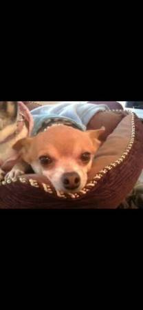 Missing dog 1