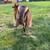 Purebred nubian goat pair 3 thumbnail