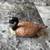 Ducks - Hand Painted Enesco 3 thumbnail