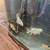 Koi fish 4 thumbnail
