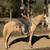 Palomino Paint Mare Broke to Ride Gentle - Flo 1 thumbnail