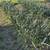 GREEN GARLIC, organic 1 thumbnail