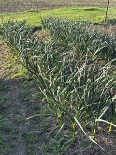 GREEN GARLIC, organic 1